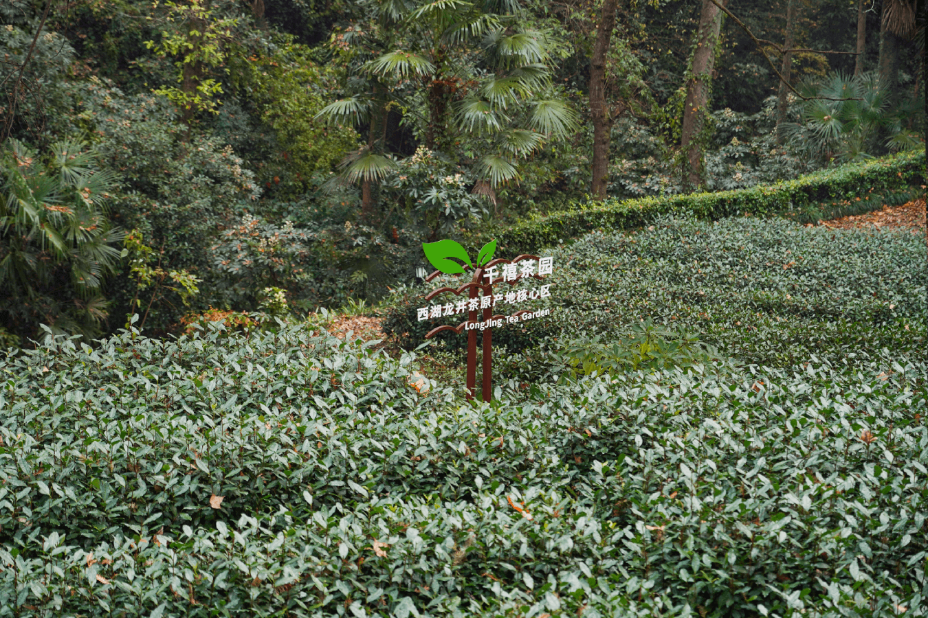 Longjing tea from the Hangzhou tea-producing region forms the centrepiece of the spring experience at Millennium Resort Hangzhou.