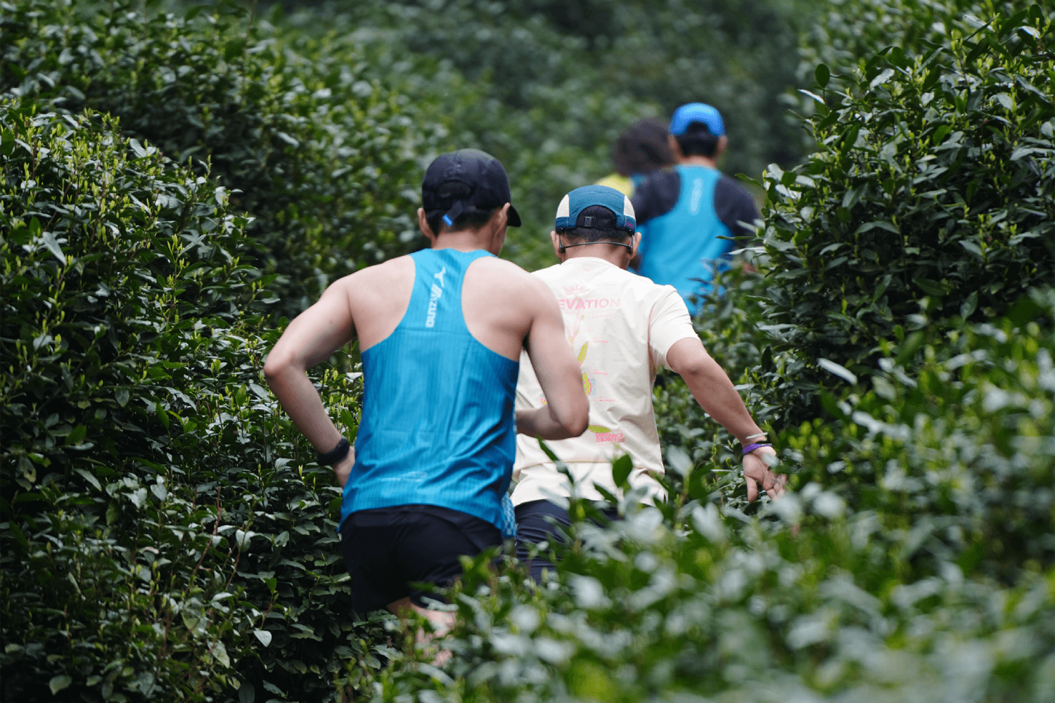 Running through Longjing tea fields, a highlight of the course set near Millennium Resort Hangzhou.