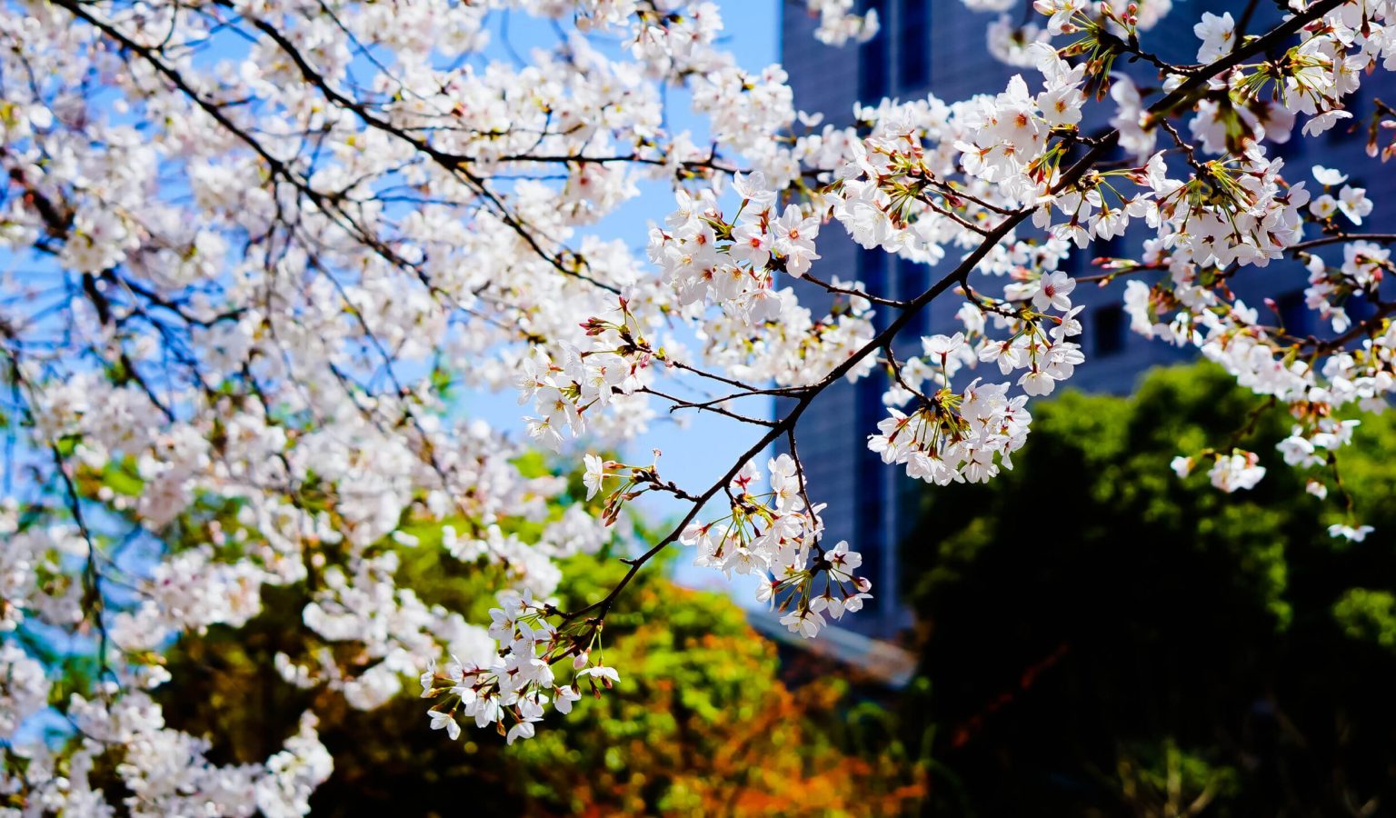 Cherry blossoms are in full bloom in the garden of Millennium Hotel Wuxi, where more than 100 trees create a sea of flowers each spring across the property's 12,000 square metre grounds.