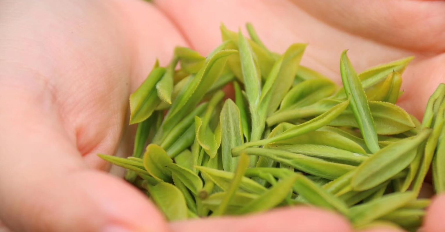 Fresh spring tea buds of the kind guests collect during the tea-picking experience at Millennium Resort Hangzhou.