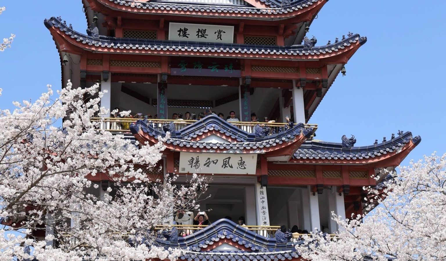 Cherry blossoms in full bloom at Yuantouzhu scenic area in Wuxi, the region's most famous destination for spring blossoms and home to about 500 early cherry trees.